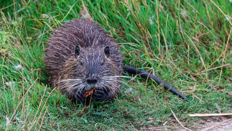 Cesena e la caccia alle nutrie: attirate in gabbia con le esche poi l’uccisione con armi da fuoco