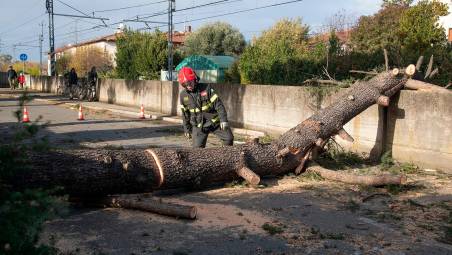 L’albero caduto in via Pambera (foto mmph)