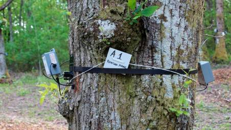 I castagneti e il territorio: dalla bonifica integrale alla rinascita ambientale