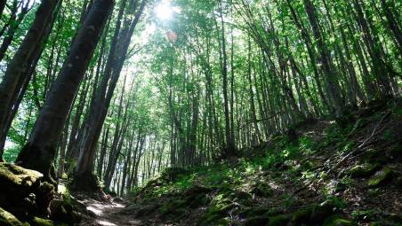 Parco Foreste Casentinesi, da 22 anni il presidente è toscano ma il territorio più ampio è in Romagna. Polemica contro il ministro