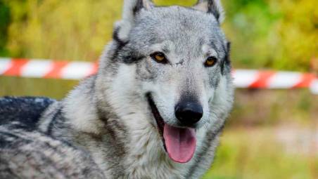San Marino, “Un branco di una ventina di lupi lungo la strada e gatti spariti”: boom di segnalazioni