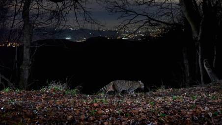 Il gatto selvatico nel Parco della vena del gesso, nuovi studi con le fototrappole