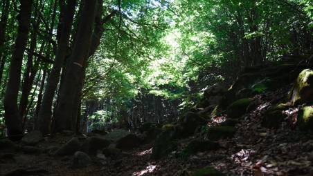 Il Parco delle Foreste Casentinesi