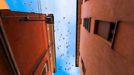 Bassa Romagna, via a nuova campagna contro la proliferazione dei piccioni