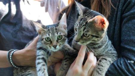 Rimini, abbandono dei gatti, l’appello: “Non sono oggetti da rottamare in estate”