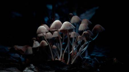 Cesena, in casa aveva tre serre di funghi allucinogeni: 23enne arrestato