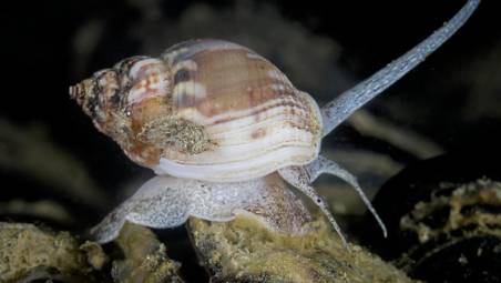 Una lumachina di mare