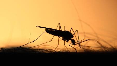 Bassa Romagna, scatta l’allerta West Nile: nuove regole e disinfestazioni obbligatorie