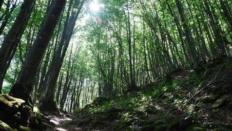 Resilienza delle foreste, così i boschi di faggio si adattano al clima mutato