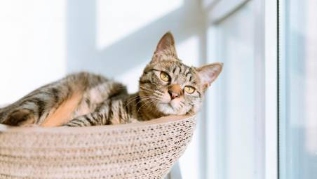 Allergie, arrossamenti, scottature: come riconoscere i disturbi cutanei negli animali e intervenire con prodotti naturali