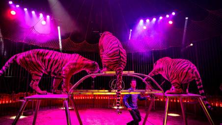 Rimini. Arriva il circo con tigri, canguri, zebre e dromedari: protesta degli animalisti