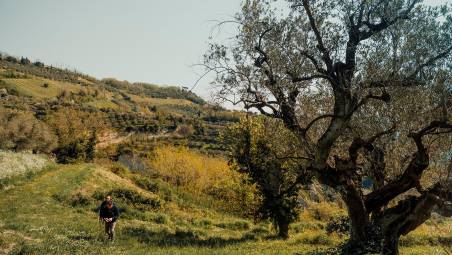Brisighella, torna la Camminata tra gli Olivi: trekking tra ulivi secolari e degustazioni in frantoio
