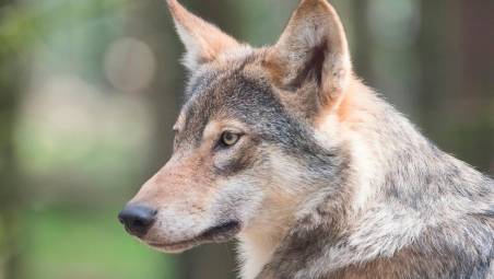 Rimini, “i lupi possono arrivare fino alla spiaggia, siamo segregati in casa”: dal nuovo comitato monta la protesta