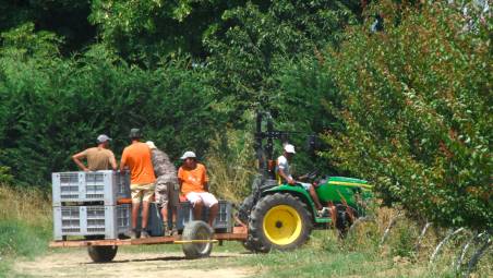 Cia Romagna: «Con l’ordinanza sul caldo rischio di perdere raccolti e c’è chi pensa di chiedere i danni»