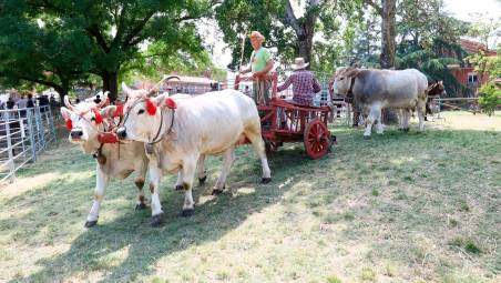 Come sempre anche gli animali saranno protagonisti, compagni dell’uomo e testimoni viventi di un modo di fare agricoltura tradizionale che la Fiera contribuisce a mantenere vivo (foto Mmph)