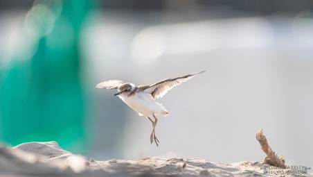 Foto Davide Aresti