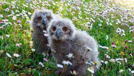 Riccione all’Oltremare sono nati due gufetti reali VIDEO