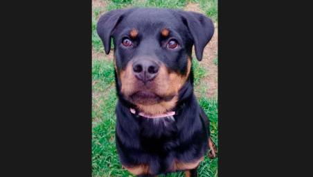 Athena, la cucciola di 7 mesi salvata