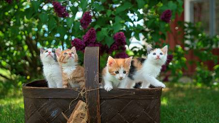 Rimini, rinasce il gattile con 329mila euro, 100mila arrivano dalla generosità di Elena Bergnesi