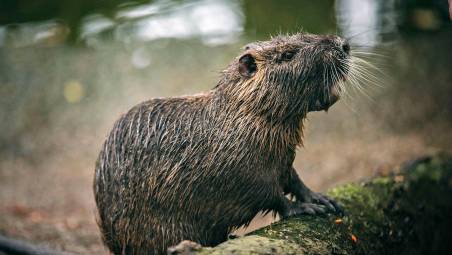 Cesena, nutrie senza scampo: “O fucilate o soffocate”