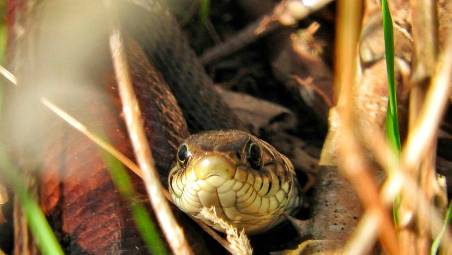 Mercato Saraceno, 29enne morso da un serpente mentre lavora