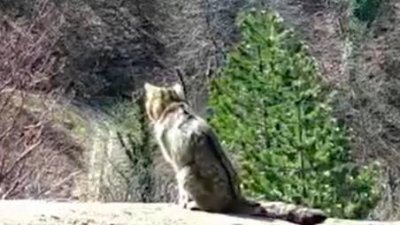Un raro gatto selvatico sull’Appennino Romagnolo VIDEO