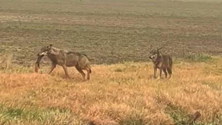 Rimini. Emergenza lupi, la Regione convoca i sindaci