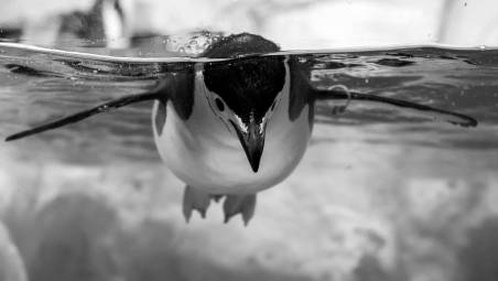 Cattolica, fiocco... ghiacciato: all’Acquario è nato un piccolo pinguino e si può incontrarlo in dicembre