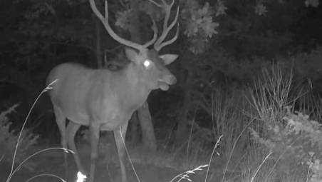Santa Sofia, il bramito notturno del cervo mentre fa il bagno in una pozza VIDEO