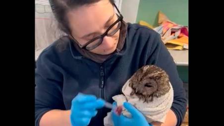 L’allocco finito nella colla topicida curato dai volontari del Cras Rimini VIDEO