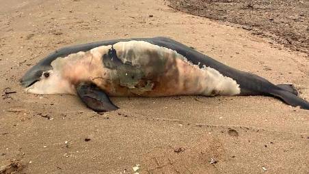 Rimini. Cucciolo di delfino trovato morto in spiaggia