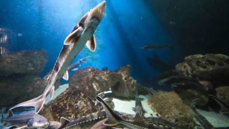 La rinascita dello storione dell’Adriatico: 4.900 esemplari reintrodotti, un fossile vivente che non si arrende