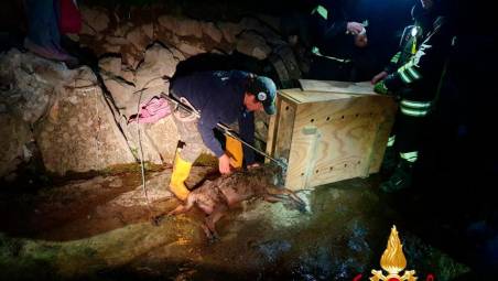 Faenza, lupo salvato dalla corrente, poi non riesce a sopravvivere