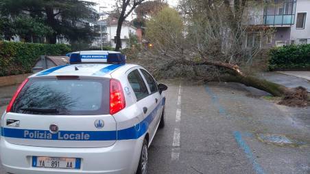 Cesena, strage di alberi per il forte vento GALLERY
