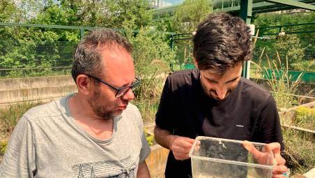 Meldola. Rinasce il Parco delle Fonti dopo l’alluvione: nate dieci testuggini palustri europee