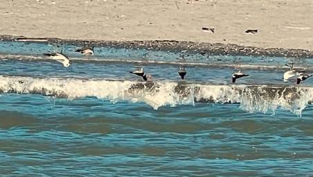 Beccacce di mare a Cesenatico