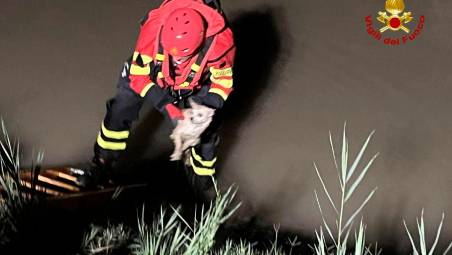 Savignano, cane finisce nel canale e non riesce a uscire: soccorso dai vigili del fuoco