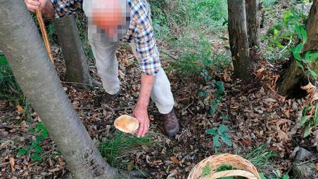 Cesena, intossicata dopo aver mangiato funghi. Trasferita d’urgenza al Sant’Orsola