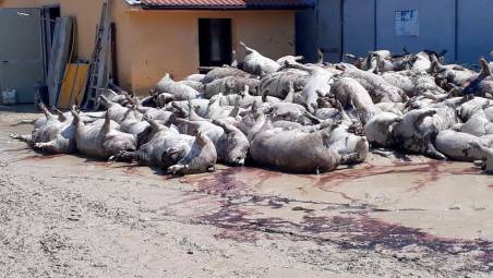 I suini morti allo stabilimento durante l’alluvione del maggio 2023