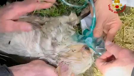 Gambettola, cagnolino nel pozzo: il salvataggio dei Vigili del Fuoco VIDEO