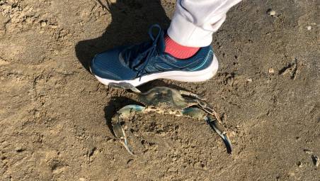 Un granchio blu sulla spiaggia di Cervia accanto a una scarpa taglia 42