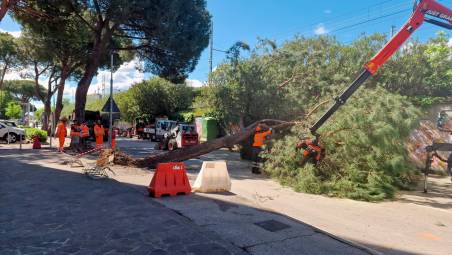 Riccione, cade un pino: via Catullo chiusa al traffico