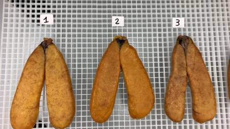 Bottarga in essiccazione