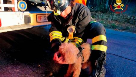 Bertinoro, cane in una scarpata salvato dai Vigili del Fuoco