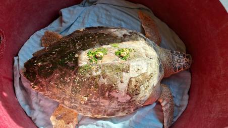 Giovedì torna in mare la tartaruga Futura, invito di Fondazione Cetacea a Baia Flaminia