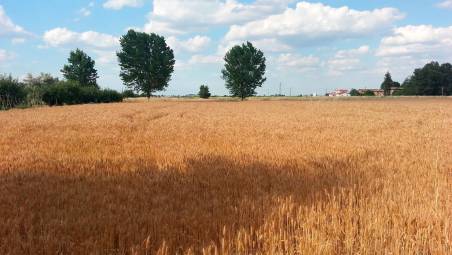 Grano in Emilia-Romagna: produzione in calo del 20%, non conviene più