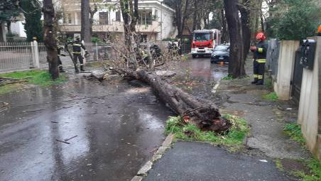 Riccione, cade un ippocastano in viale Saffi: strada chiusa