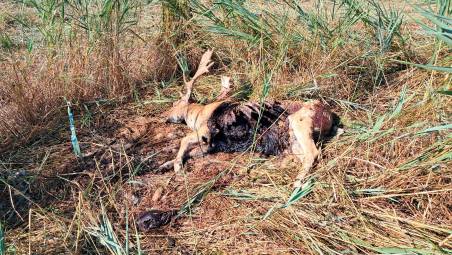 Daini decimati dai lupi nelle pinete di Ravenna: da oltre 700 a 285 esemplari