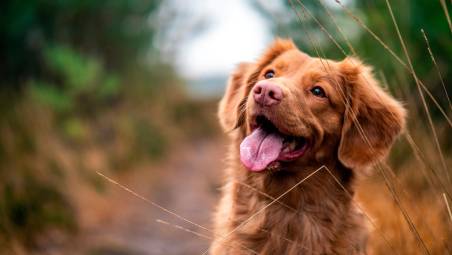 Rimini, cane meticcio conteso tra ex: 52enne assolto