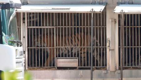 Il materiale fotografico distribuito dal coordinamento. In questa foto una tigre